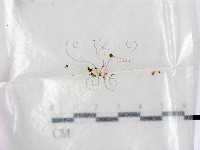 藏品(鬼傘屬)的圖片