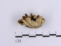 藏品(韌革菌屬)的圖片