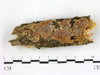 藏品(膠孔菌屬)的圖片