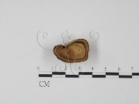 藏品()的圖片
