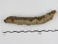 藏品(蜂窩菌屬)的圖片