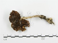 藏品(傘菌屬)的圖片