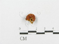 藏品()的圖片
