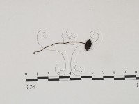 藏品()的圖片