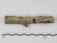 藏品(齒耳菌屬)的圖片