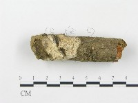 藏品(薄孔菌屬)的圖片