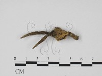 藏品(炭角菌屬)的圖片