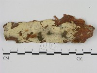 藏品(剛毛絲皮菌)的圖片