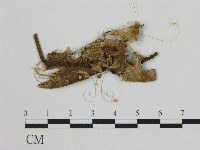 藏品(小皮傘屬)的圖片