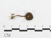 藏品(多孔菌屬)的圖片