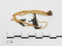 藏品(鬼傘屬)的圖片