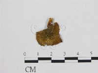 藏品(小皮傘屬)的圖片