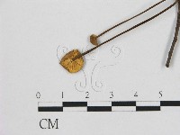 藏品(小皮傘屬)的圖片