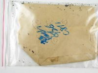 藏品(鬼傘屬)的圖片