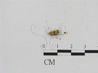 藏品(小菇屬)的圖片