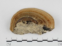 藏品(偏腫栓菌)的圖片