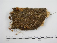藏品(微皮傘屬)的圖片