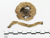 藏品(傘菌屬)的圖片