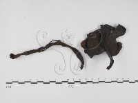 藏品()的圖片