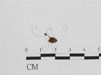 藏品(小皮傘屬)的圖片