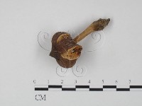 藏品()的圖片