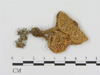 藏品()的圖片