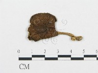 藏品(杯傘屬)的圖片