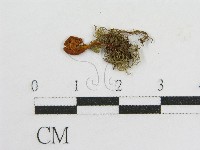 藏品()的圖片