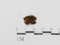 藏品(紅菇屬)的圖片