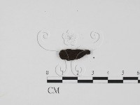 藏品(炭角菌屬)的圖片