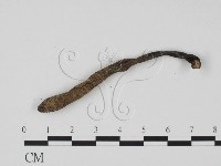 藏品(炭角菌屬)的圖片