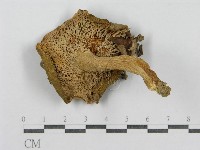 藏品(紅菇屬)的圖片