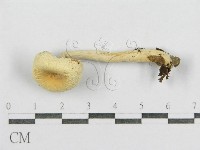 藏品(紅菇屬)的圖片