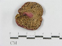 藏品(紅菇屬)的圖片