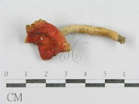 藏品(紅菇屬)的圖片