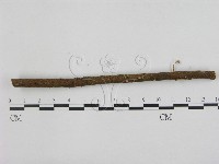 藏品(小菇屬)的圖片