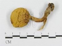 藏品(絨蓋牛肝菌屬)的圖片