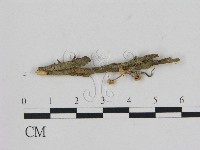 藏品(小菇屬)的圖片