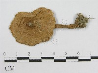 藏品(純黃白鬼傘)的圖片