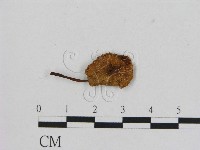 藏品(小菇屬)的圖片