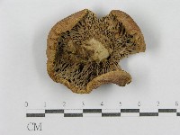藏品(紅菇屬)的圖片
