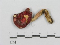 藏品(紅菇屬)的圖片