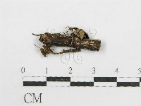 藏品(鬼傘屬)的圖片