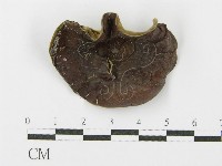 藏品(毛木耳)的圖片