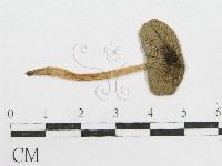 藏品(鬼傘屬)的圖片