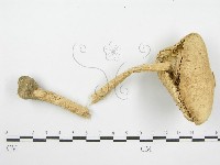 藏品()的圖片