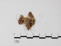 藏品(鵝膏屬)的圖片