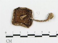 藏品(傘菌屬)的圖片