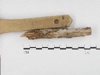 藏品(冇骨消絲齒菌)的圖片