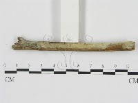 藏品(剛毛絲皮菌)的圖片